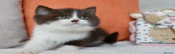 Británico de Pelo Corto gatos en venta: British Shorthair / Longhair  - Anuncio 17