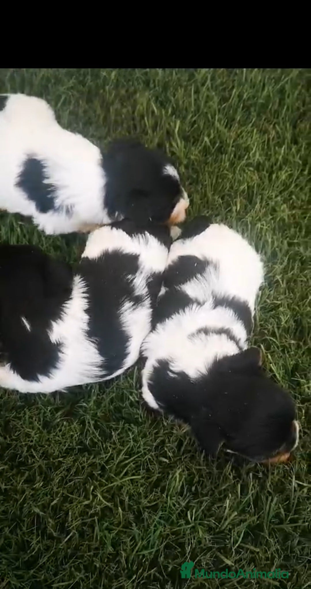 Biewer Yorkshire Terrier a la Pom Pon perros Biewer precios  en Barcelona - Anuncio 2