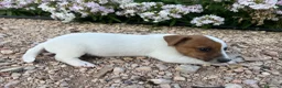Jack Russell Terrier perros en venta: Jack Russell 550€ precio real! - Anuncio 2
