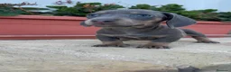 Teckel Miniatura perros en venta: TECKEL BLUE HEMBRA-MINIATURA - Anuncio 3