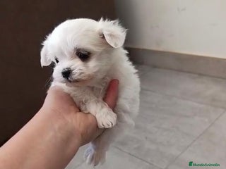 Bichón Maltés perros - Anuncio 4