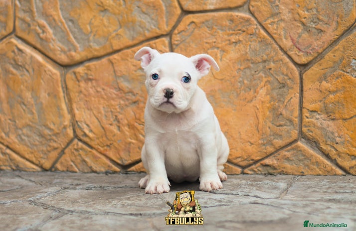 American Bully perros en Cantabria - Anuncio 3