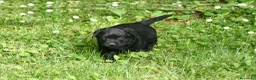 Labrador Retriever perros en venta: Cachorros de Labrador Retriever Negros - Anuncio 40
