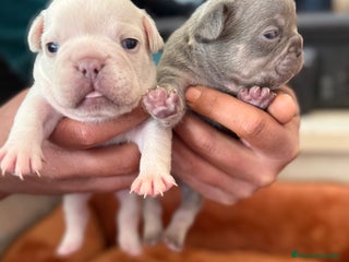 Bulldog Francés perros en Granada - Anuncio 13