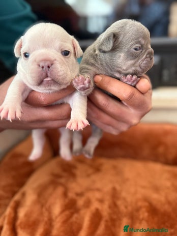 Bulldog Francés perros en Granada - Anuncio 5