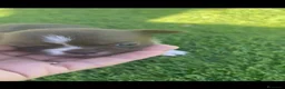 Chihuahua perros en venta: Chihuahua Toy chocolate macho  - Anuncio 1