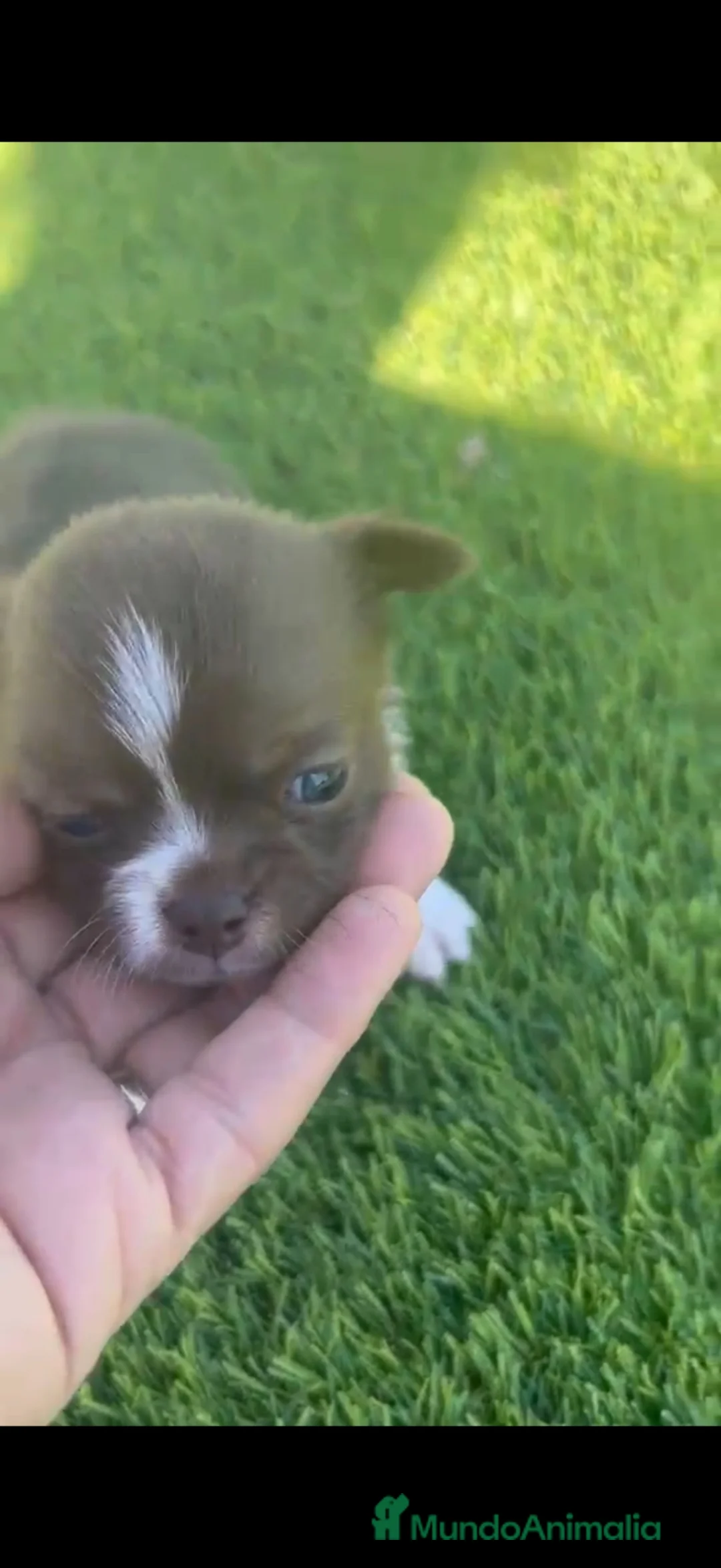 Chihuahua perros en venta: Chihuahua Toy chocolate macho  - Anuncio 1