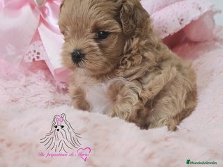 Maltipoo perros - Anuncio 1