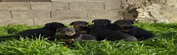Dobermann perros en venta: Doberman  - Anuncio 4