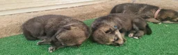 Perro Lobo Checoslovaco perros en venta: Perro lobo/wolfdog  - Anuncio 5