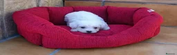 Bichón Maltés perros en venta: Bichón Maltés  - Anuncio 7