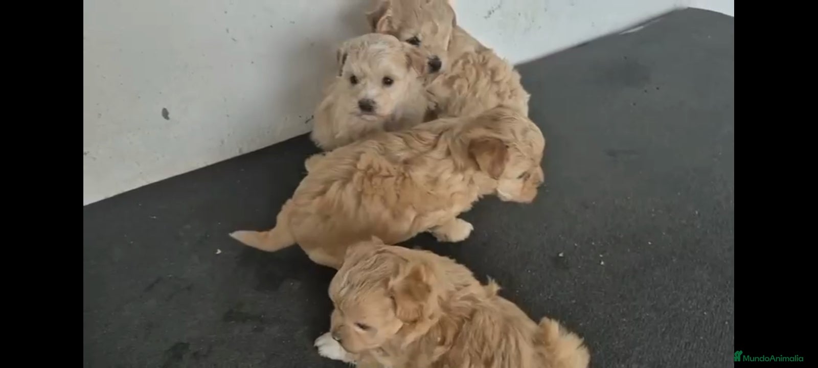 Maltipoo perros Camada de maltipoo  - Anuncio 2