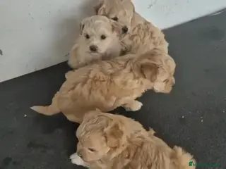 Maltipoo perros Camada de maltipoo - Anuncio 8