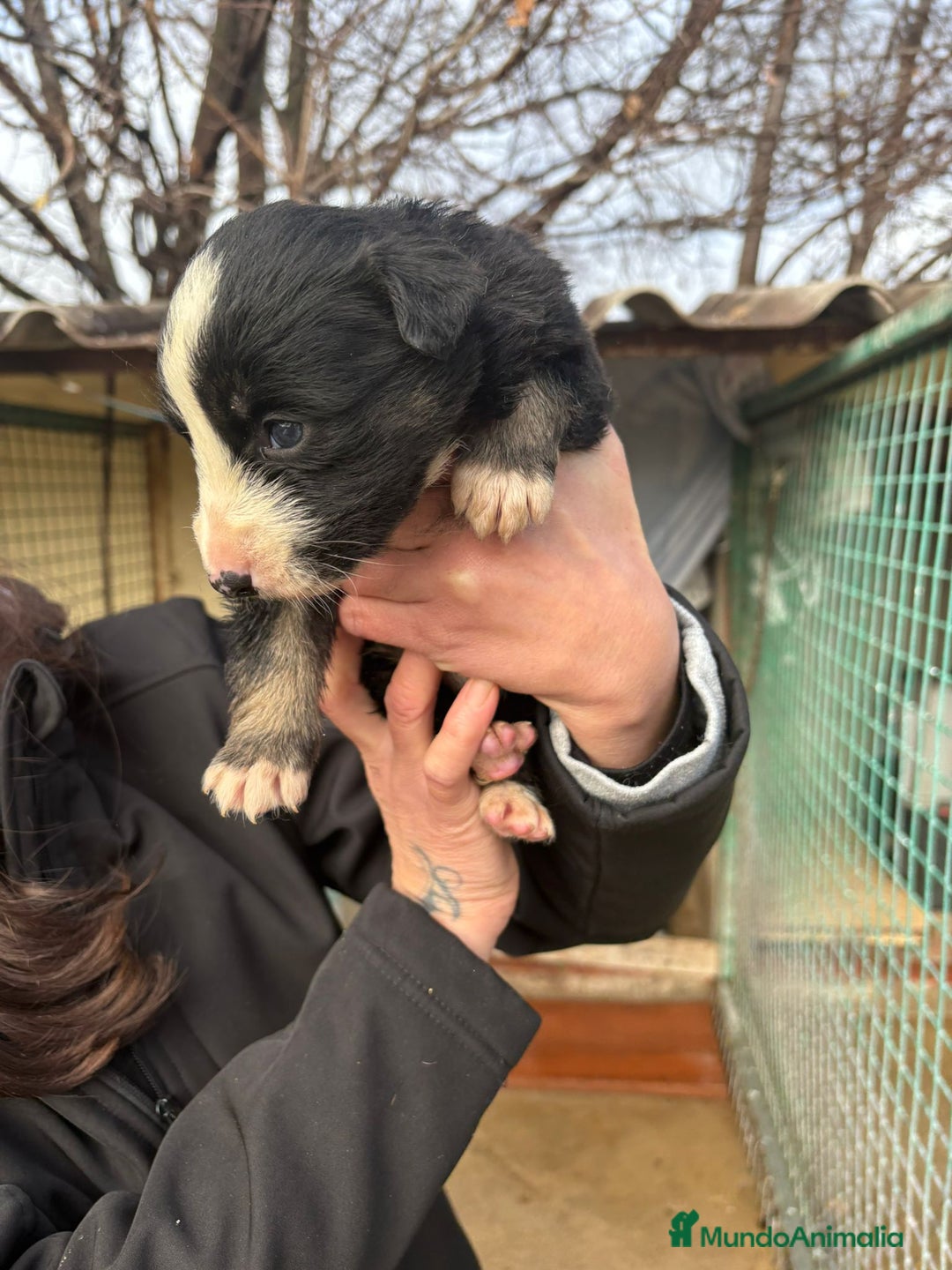 Border Collie perros en venta: Preciosa camada Border Collie reserva ya el tuyo - Anuncio 18