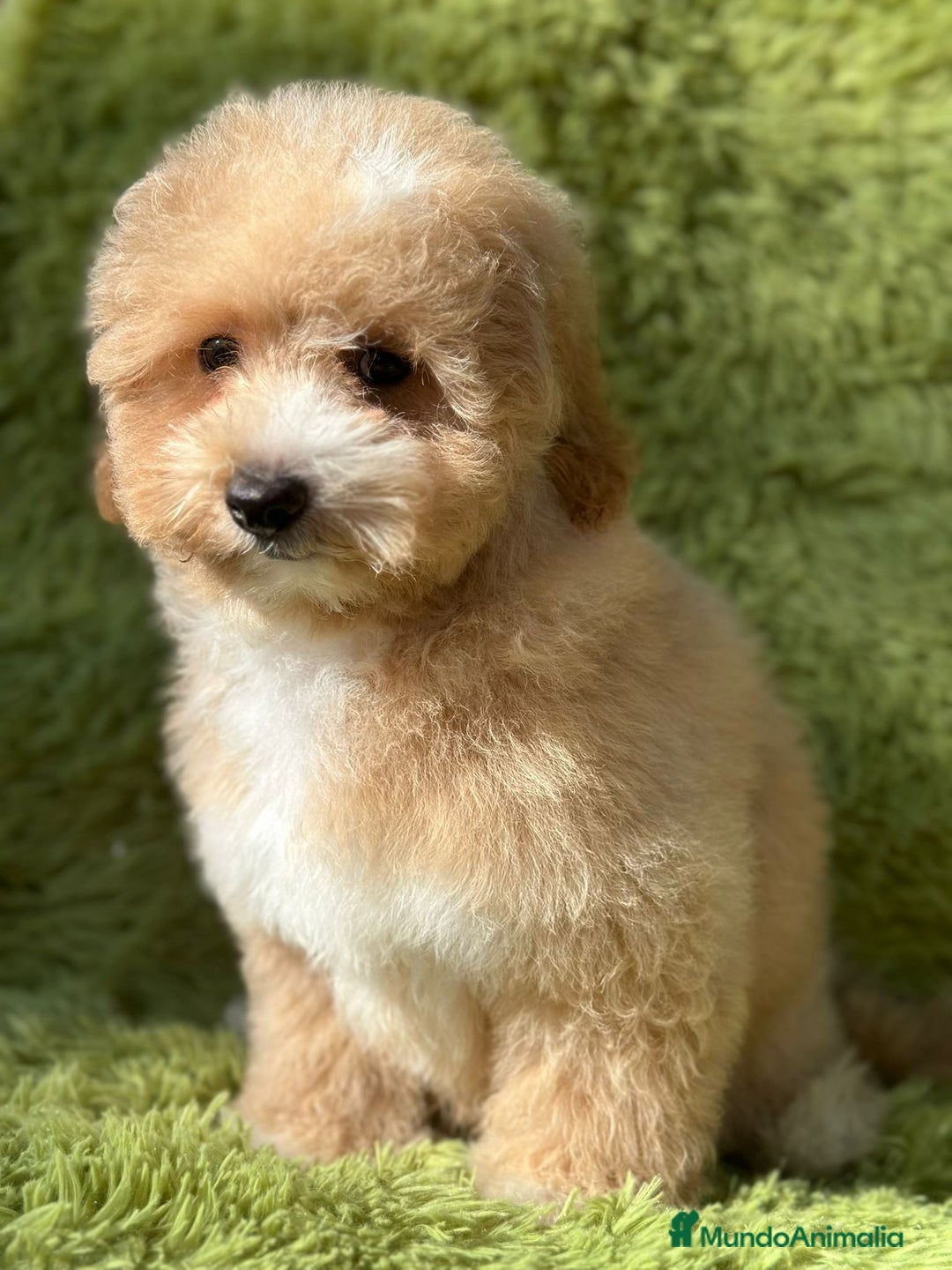 Maltipoo perros en venta: Maltipoo f2 - Imagen 4