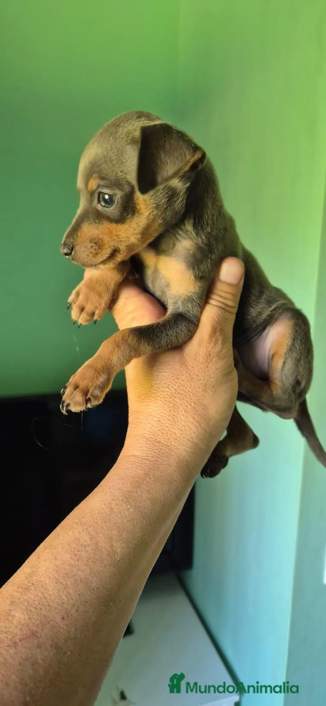 Pinscher Miniatura perros en adopcion: Pincher miniatura - Anuncio 2