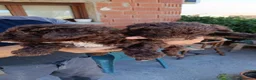 Perro de Agua Español perros en venta: Disponible Perros de agua color chocolate  - Anuncio 4