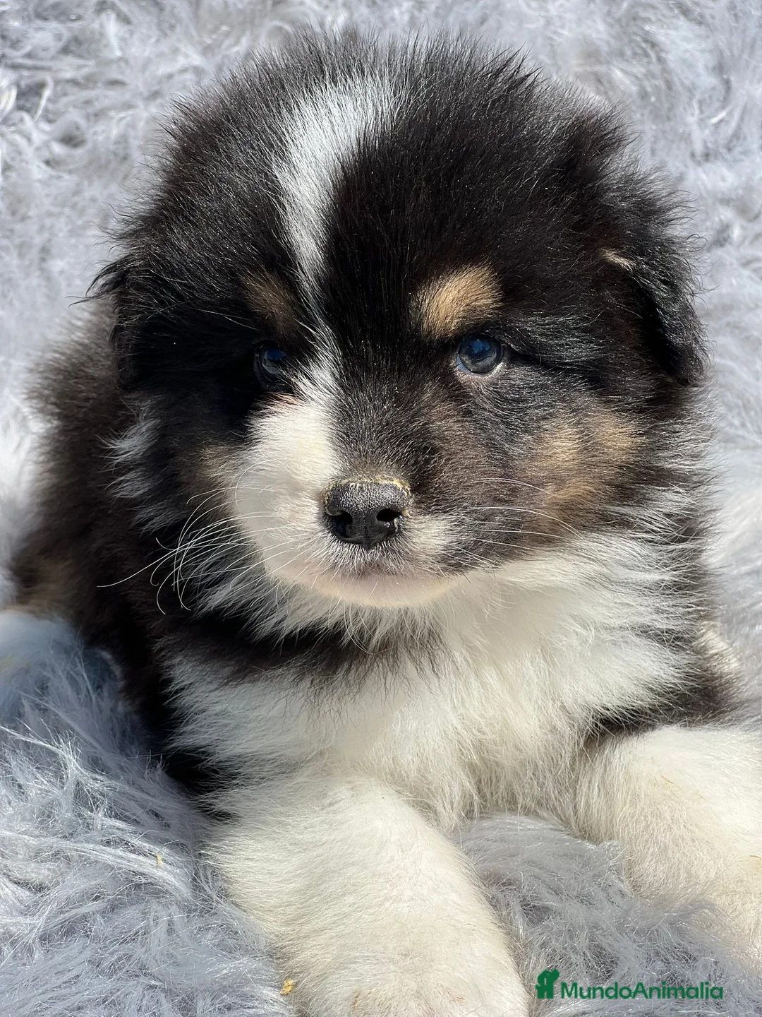 Pastor Australiano perros en venta: Pastor australiano tricolor en Barcelona - Anuncio 1