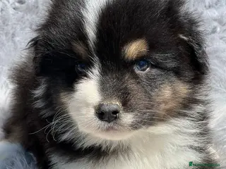 Pastor Australiano perros Pastor australiano tricolor en Barcelona - Anuncio 4