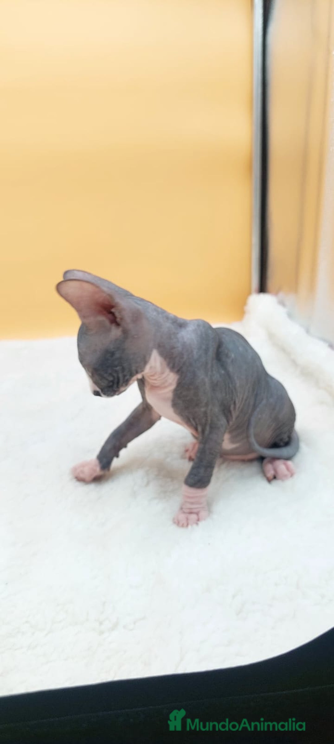 Sphynx gatos en venta: Hembrita bicolor  - Imagen 3
