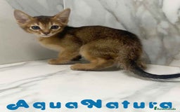 Abisinio gatos en venta:  Abisinio Macho de Mia 7909 AQUANATURA - Imagen 2