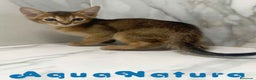 Abisinio gatos en venta:  Abisinio Macho de Mia 7909 AQUANATURA - Anuncio 2