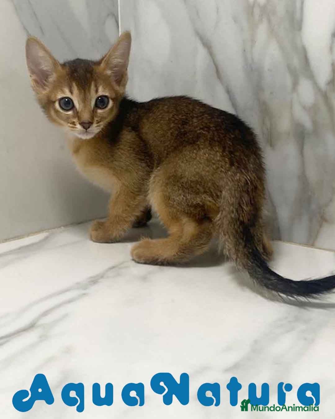 Abisinio gatos en venta:  Abisinio Macho de Mia 7909 AQUANATURA - Imagen 2