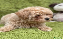 Maltipoo perros en venta: Maltipoo - Imagen 5