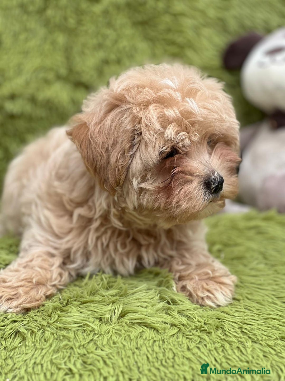 Maltipoo perros en venta: Maltipoo - Imagen 5