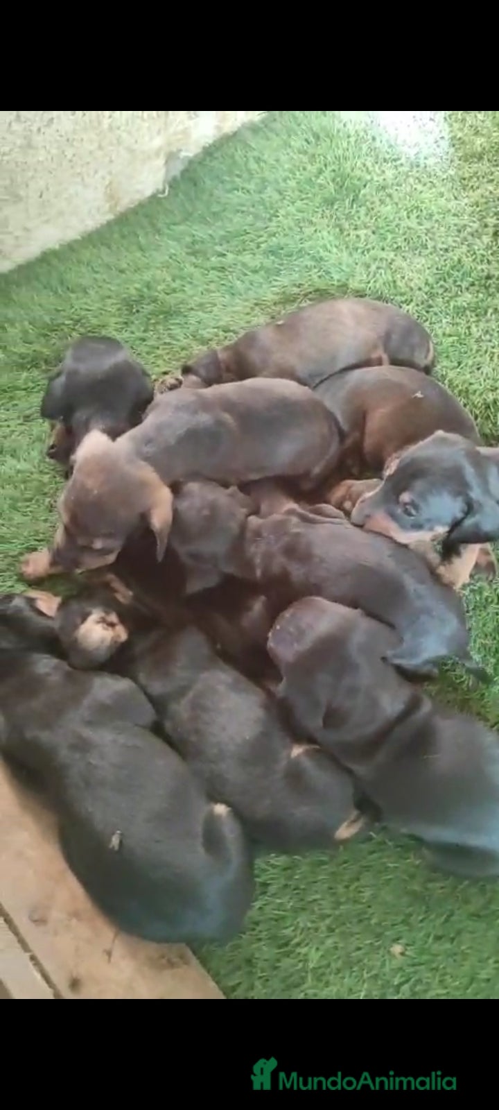 Teckel perros  Cachorritos Teckel  - Anuncio 2