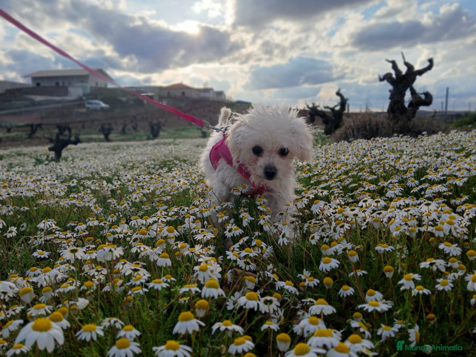 Caniche Toy perros Últimas dos caniche toy disponibles!  - Anuncio 2