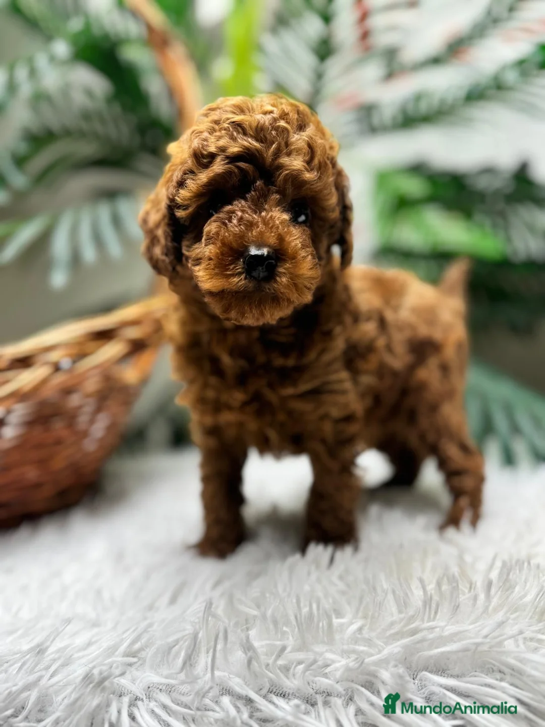 Caniche Toy perros en venta: CANICHE TOY-CACHORRO LISTO PARA ENTREGAR - Anuncio 15