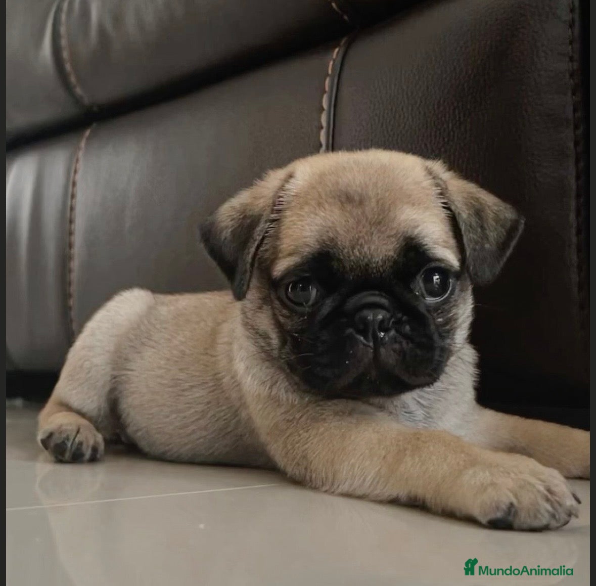 Carlino - Pug perros Carlino-Pug disponibles🐶🐾 - Anuncio 2