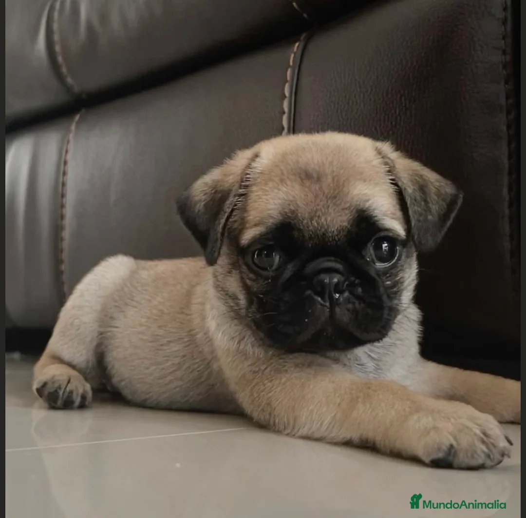 Carlino - Pug perros en venta: Carlino-Pug disponibles🐶🐾 - Anuncio 1