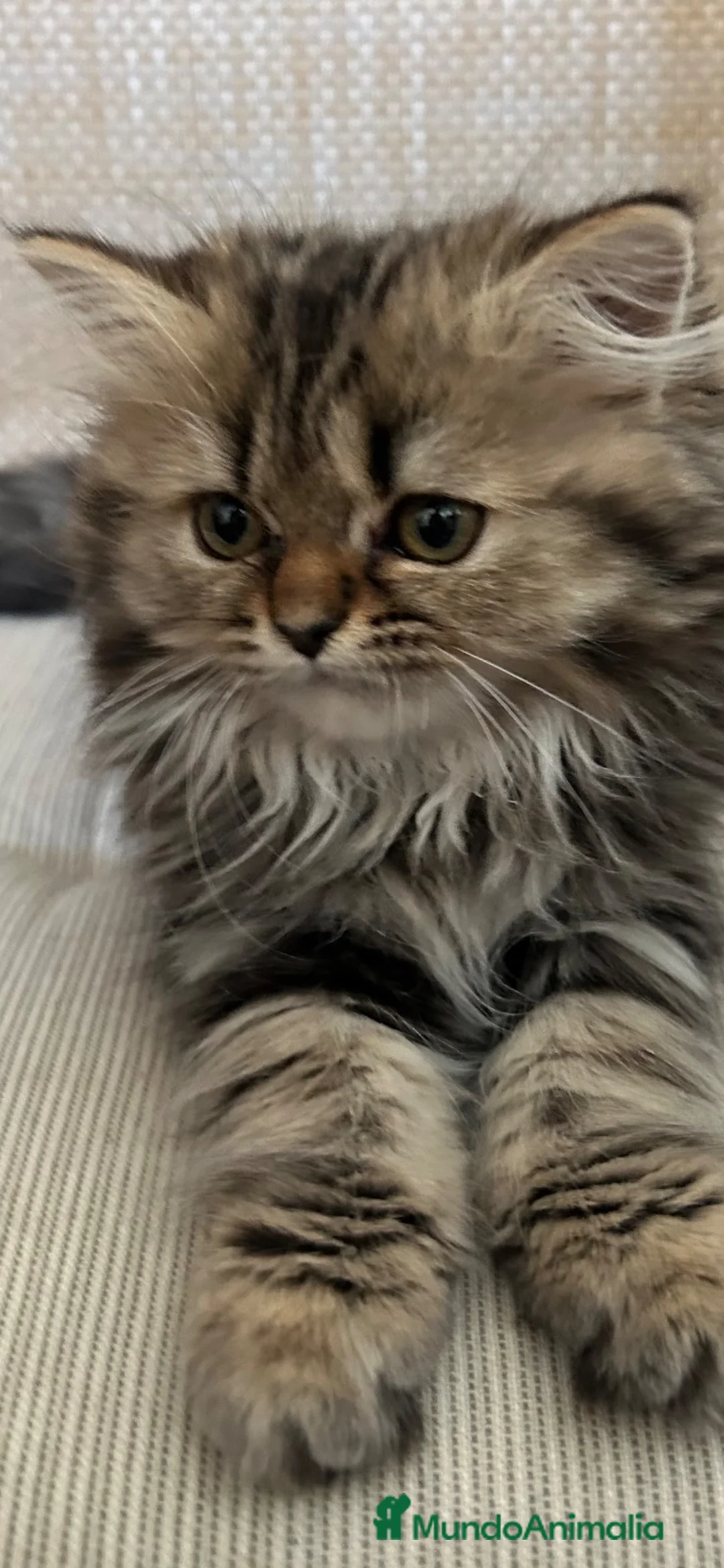 Persa gatos en adopcion: Gatitos persas europeos  - Anuncio 2