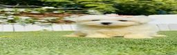 Bichón Maltés perros en venta: BICHON MALTES - HEMBRA - Anuncio 16