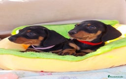 Teckel perros en venta: Bebés Teckel /Perro salchicha  - Imagen 1