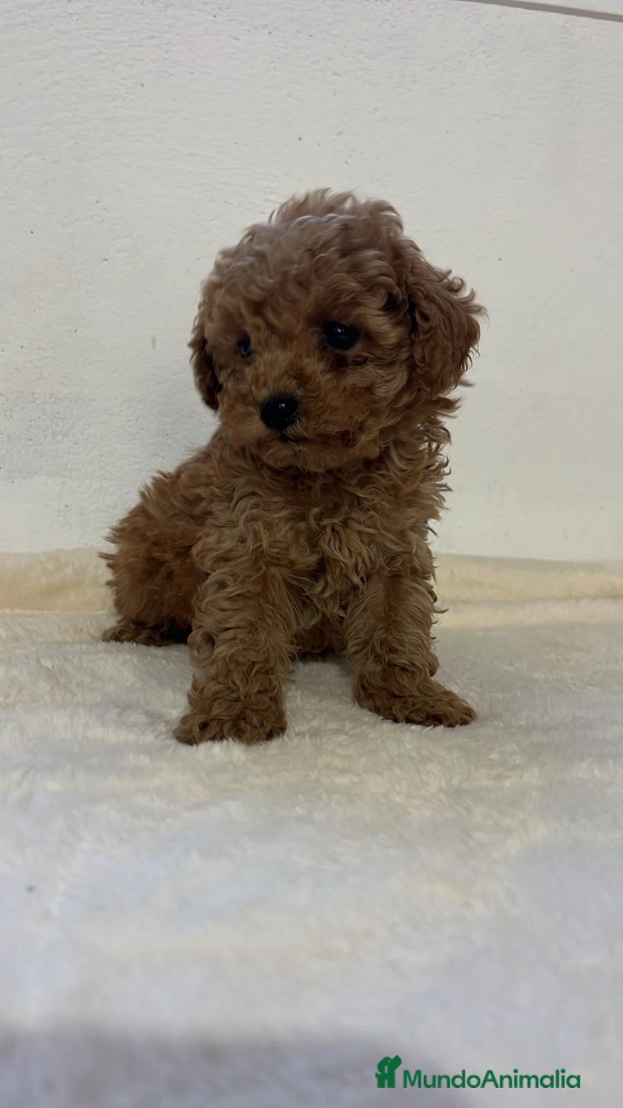 Caniche Toy perros Caniche toy - Anuncio 1