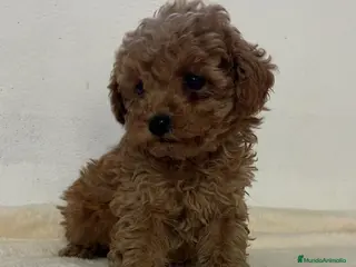 Caniche Toy perros Caniche toy - Anuncio 1