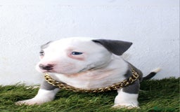 American Pit Bull Terrier perros en venta: American pitbull hembra de pitbull diamante unico  - Imagen 21