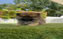 Pomerania perros en venta: POMERANIA MACHO - Imagen 3