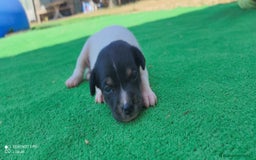 Ratonero Bodeguero Andaluz perros en venta: Cachorros de Ratonero Bodeguero Andaluz - Imagen 7
