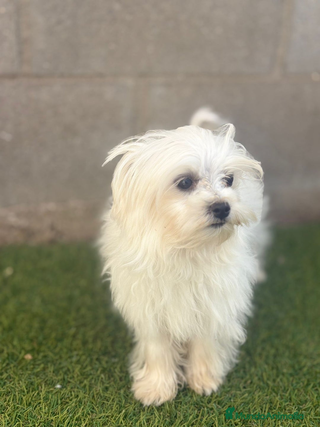 Bichón Maltés perros en venta: Bichon maltés toy - Imagen 19