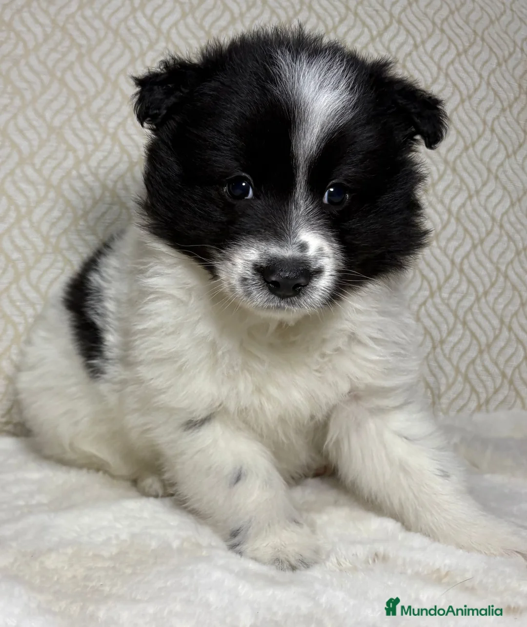 Border Collie perros en venta: Border collie macho precioso  - Anuncio 6