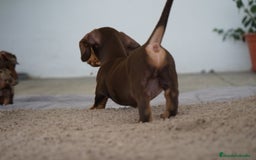 Teckel Miniatura perros en venta: 🐶 Presentamos a Cacao y Bomgo 🐶 - Imagen 6
