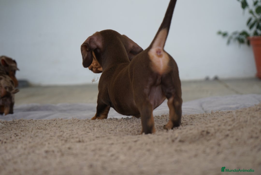 Teckel Miniatura perros en venta: 🐶 Presentamos a Cacao y Bomgo 🐶 - Imagen 6