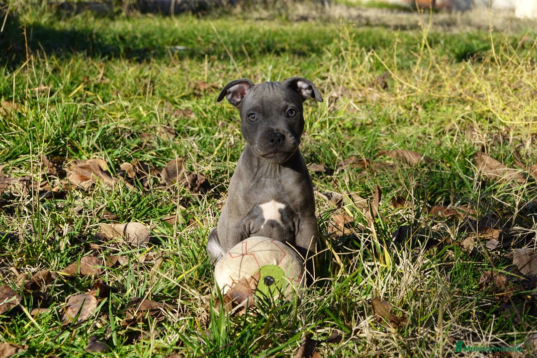 Staffordshire Bull Terrier perros en venta: Staffordshire Bull Terrier - Anuncio 4