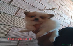 Pomerania perros en venta: POMERANIAS LULUS CALIDAD Y SELECCIÓN  - Imagen 5
