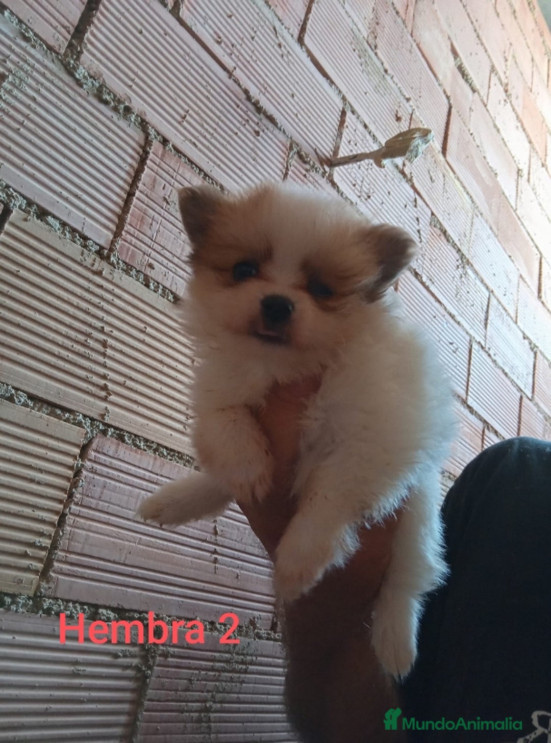 Pomerania perros en venta: POMERANIAS LULUS CALIDAD Y SELECCIÓN  - Imagen 5