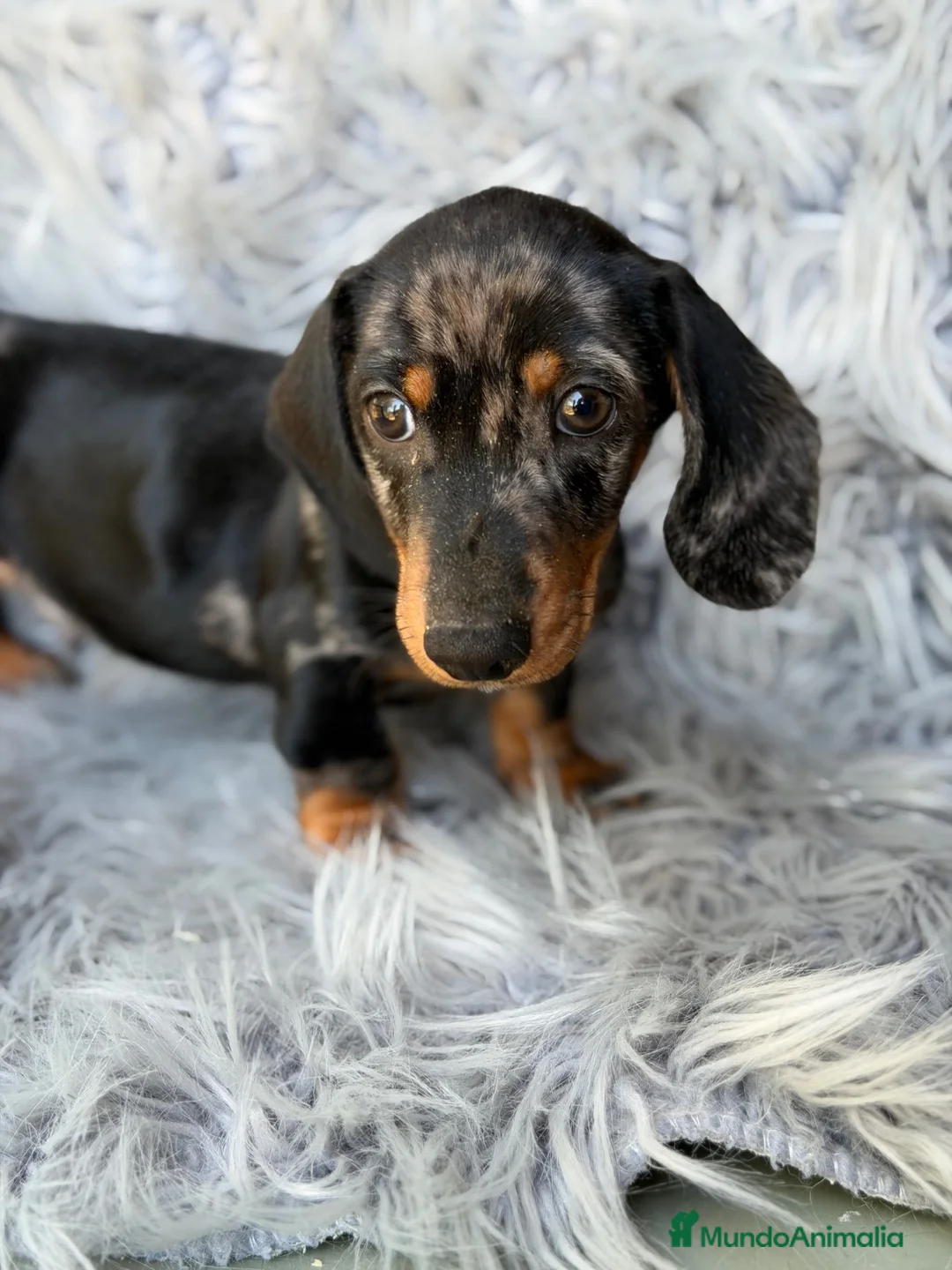 Teckel Miniatura perros en venta: Teckel mini - Anuncio 2